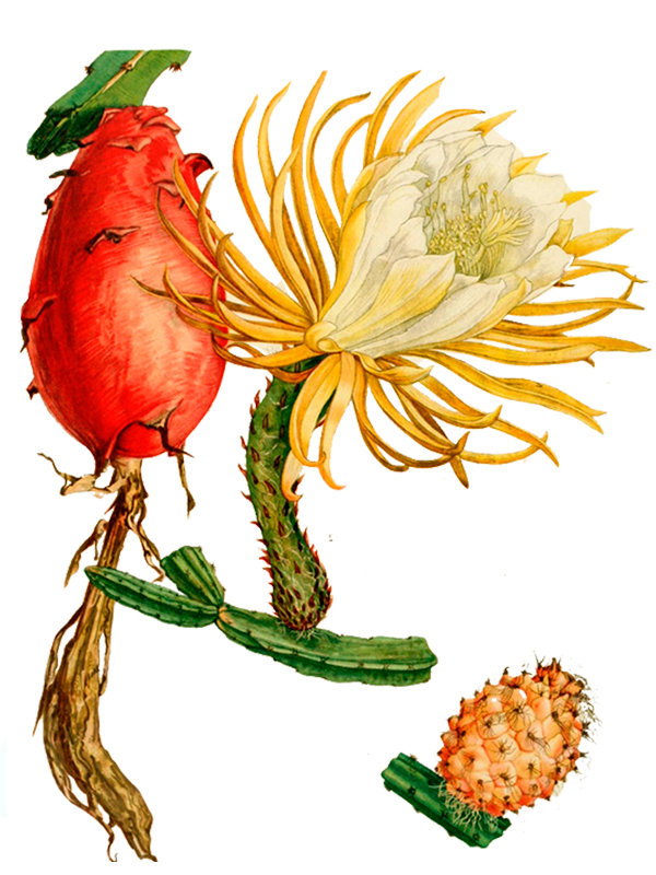 Selenicereus boeckmannii