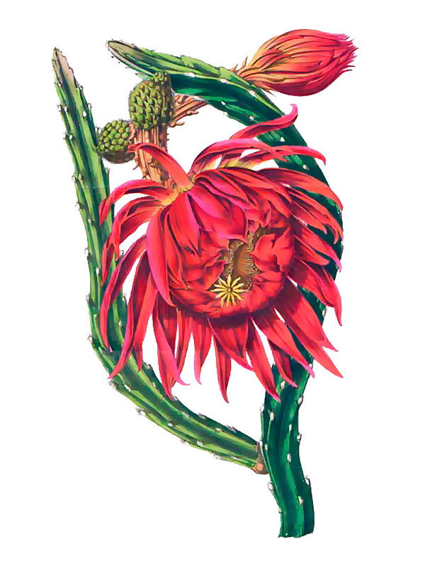 Selenicereus grandiflorus