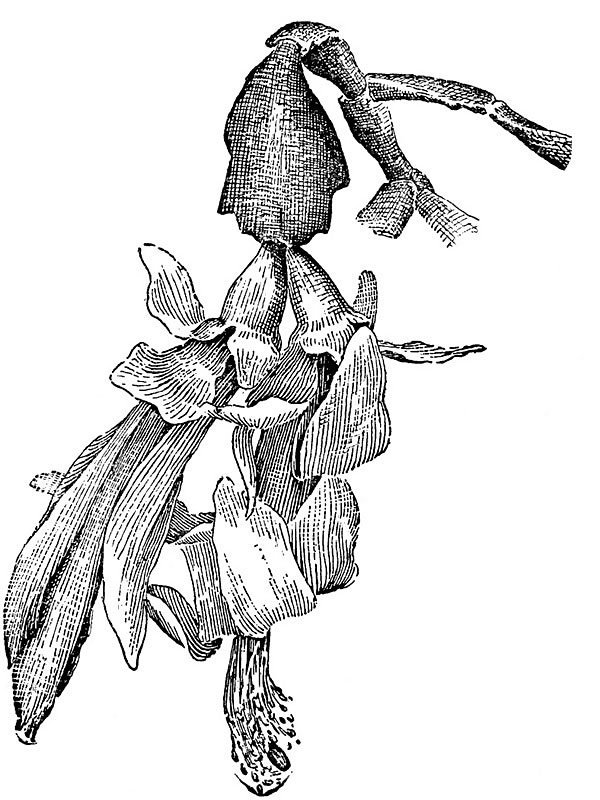 Zygocactus truncatus