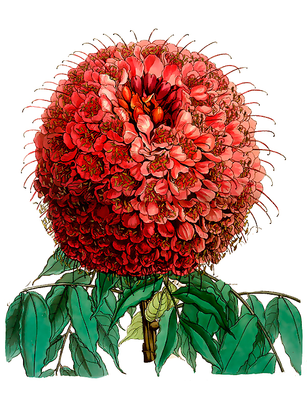 Brownea grandiceps