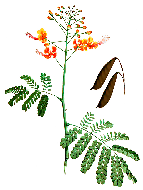 Caesalpinia pulcherrima