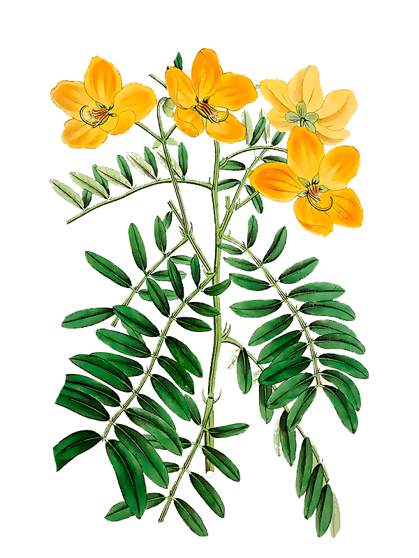 Cassia australis