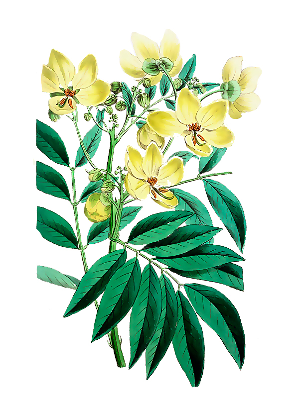 Cassia floribunda