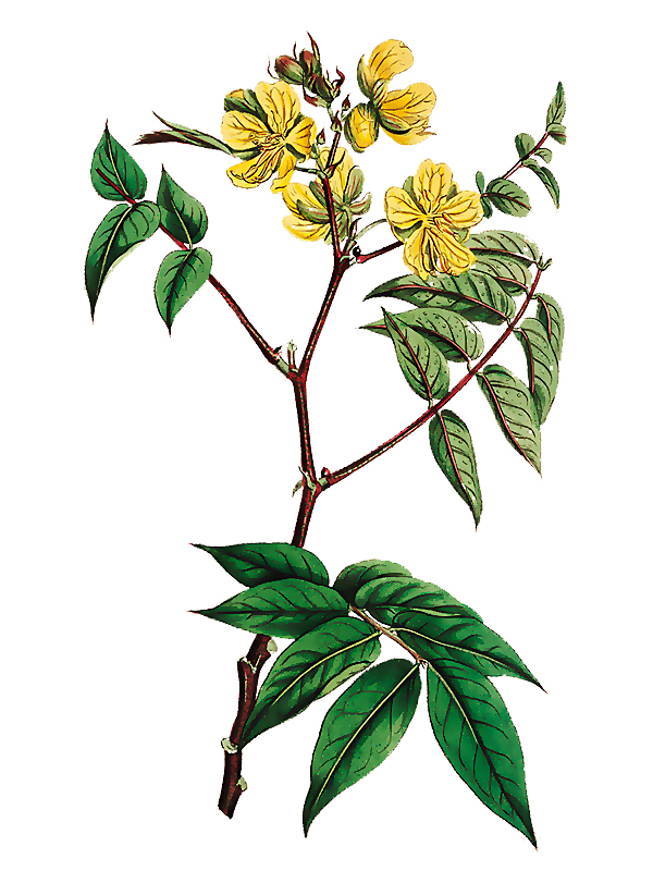 Cassia occidentalis