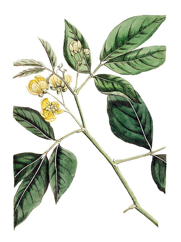 Cathartocarpus bacillus