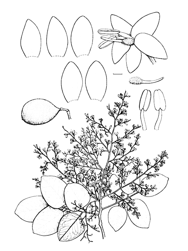 Dialium cochinchinense