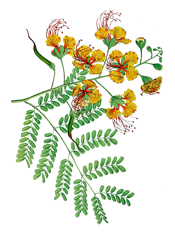 Poinciana pulcherrima