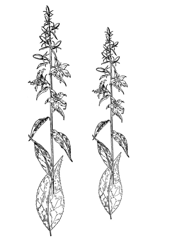Campanula americana