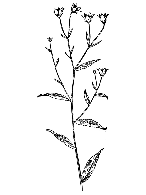 Campanula aparinoides