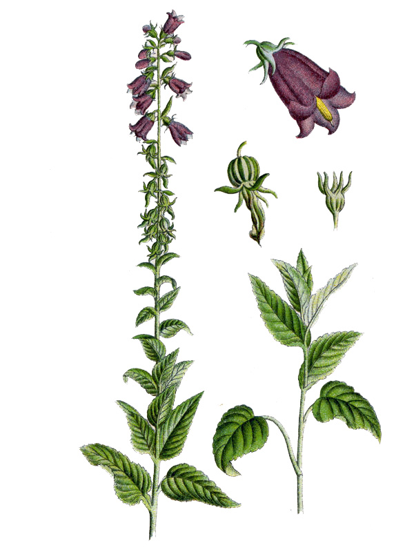 Campanula bononiensis