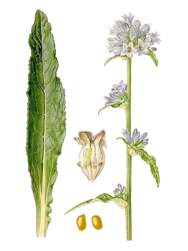 Campanula cervicaria