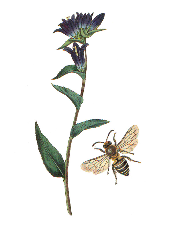 Campanula glomerata