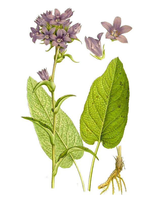 Campanula glomerata