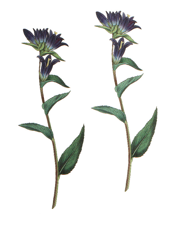 Campanula glomerata