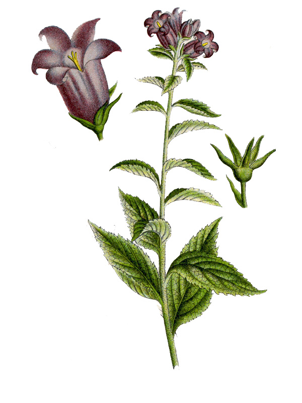 Campanula latifolia