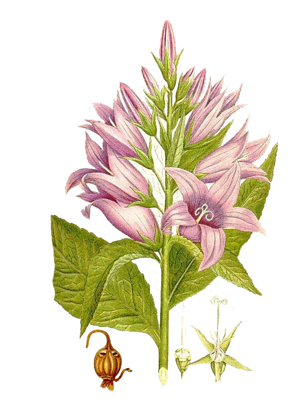 Campanula latifolia