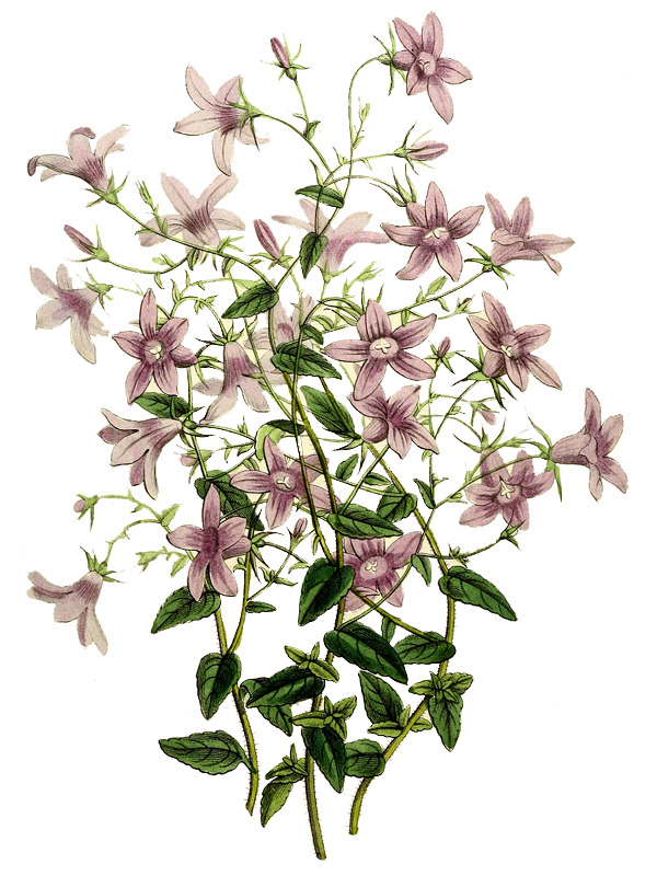 Campanula loeflingii