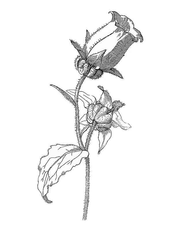 Campanula medium