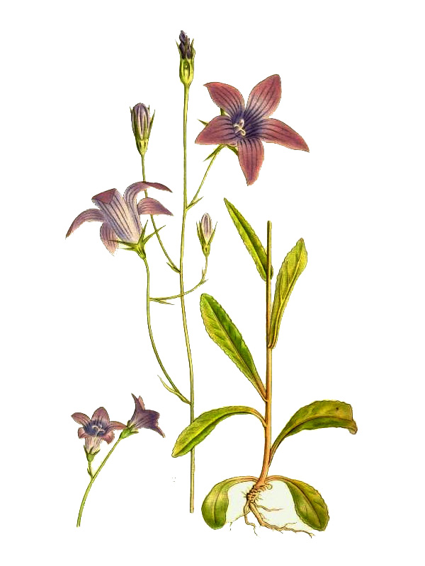 Campanula patula