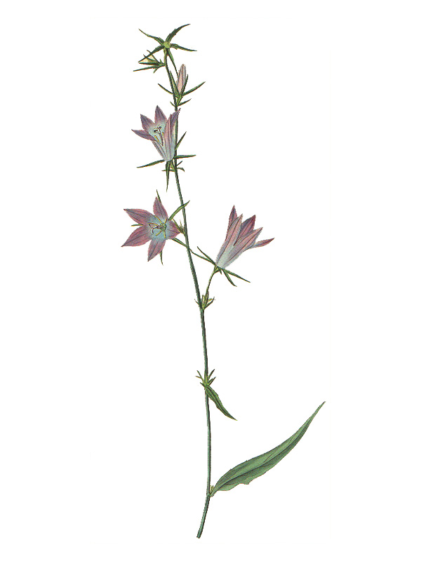 Campanula patula