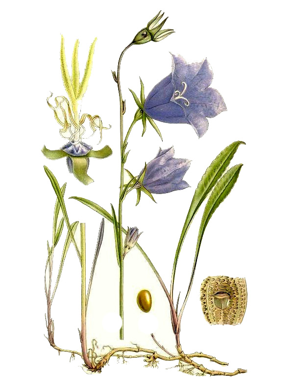Campanula persicifolia
