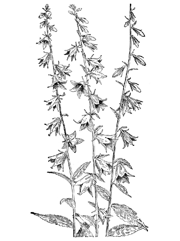 Campanula rapunculoides