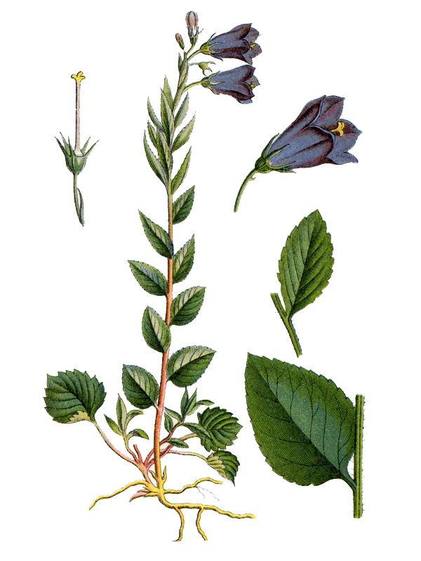Campanula rhomboidalis
