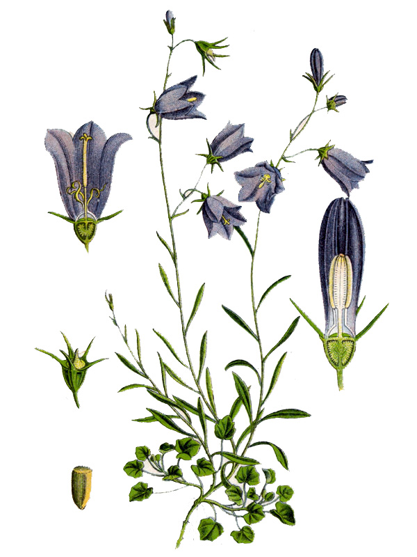 Campanula rotundifolia