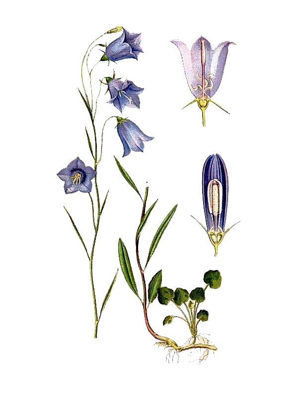 Campanula rotundifolia