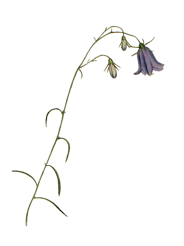 Campanula rotundifolia