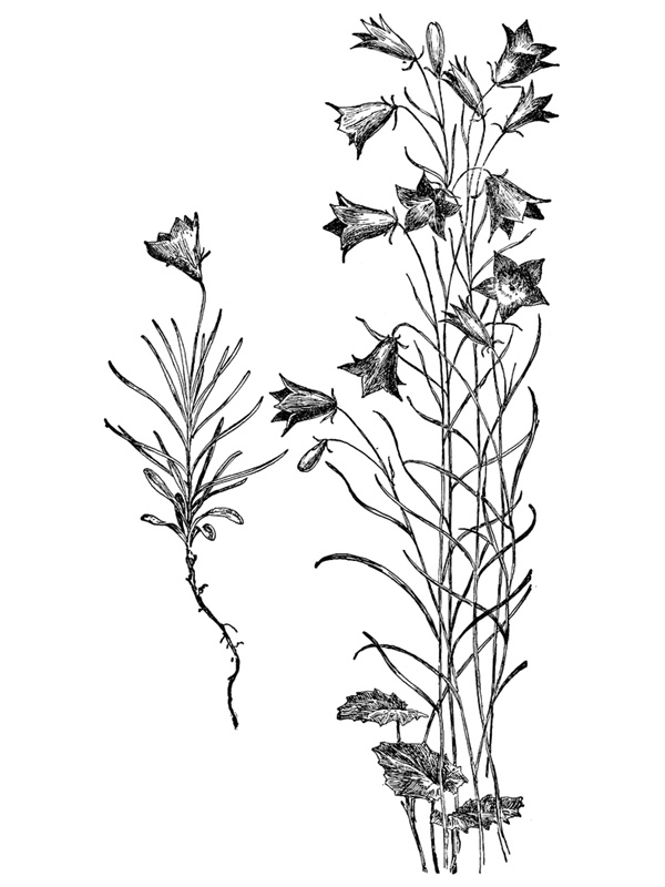 Campanula rotundifolia