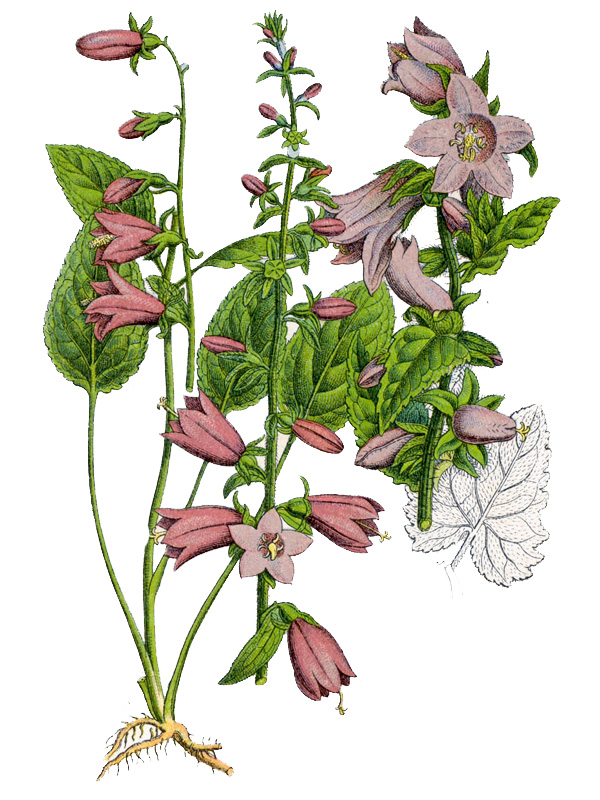 Campanula trachelium
