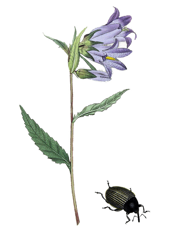 Campanula trachelium