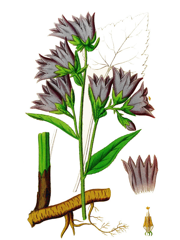 Campanula trachelium