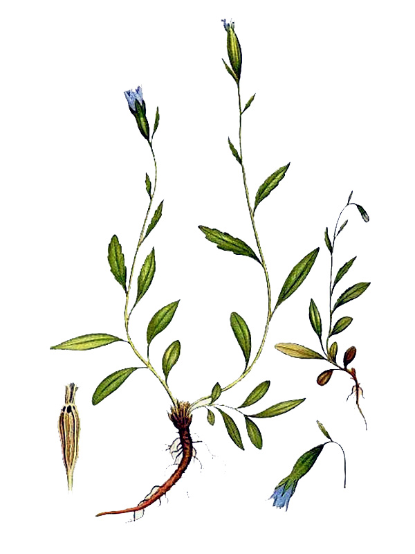 Campanula uniflora