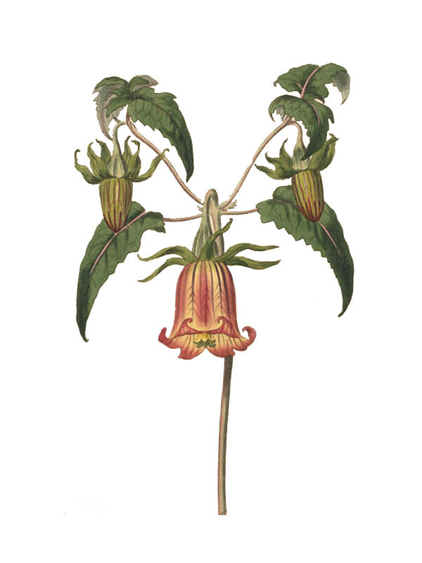 Canarina canariensis
