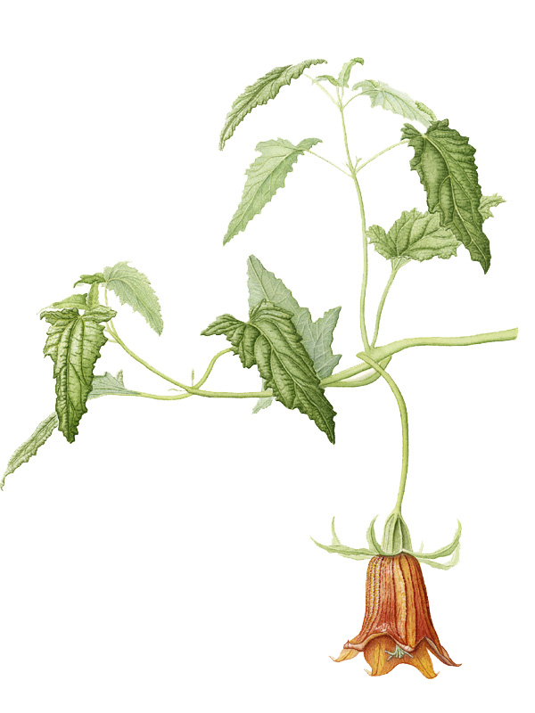 Canarina canariensis