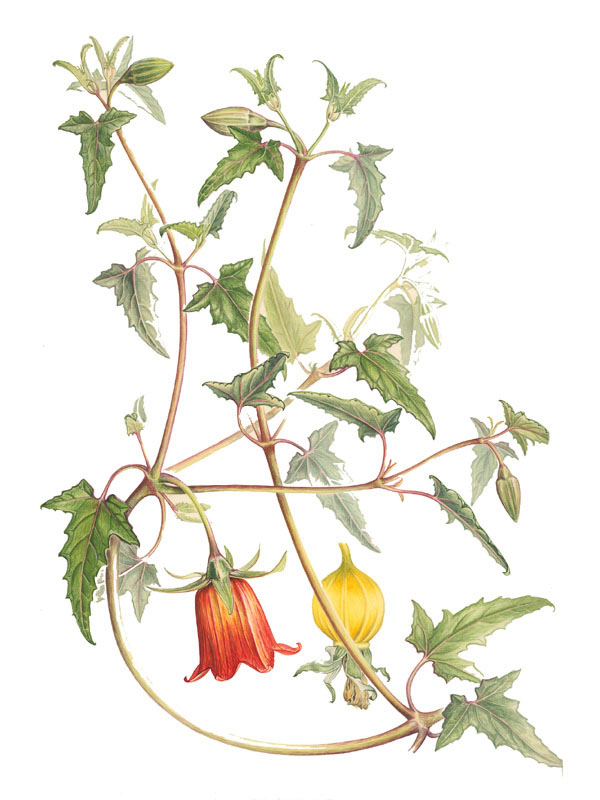 Canarina canariensis