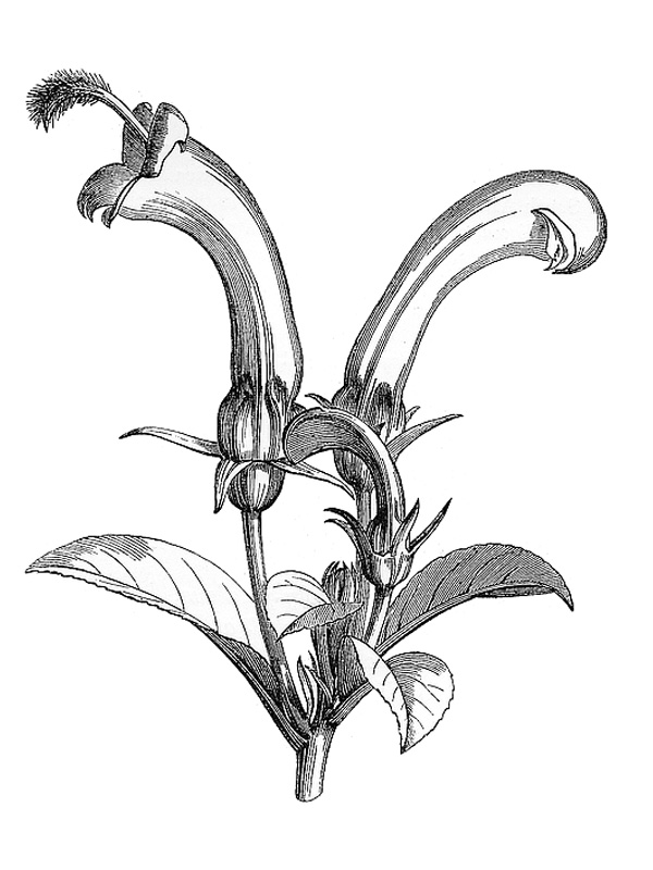 Centropogon fastuosus