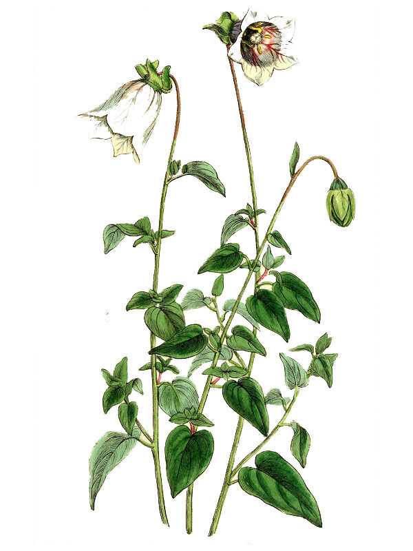 Codonopsis ovata
