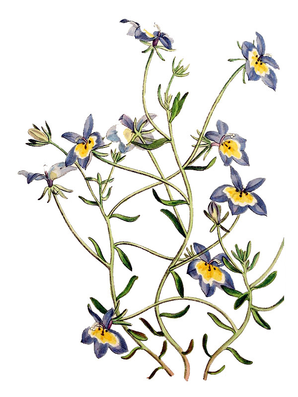 Downingia pulchella