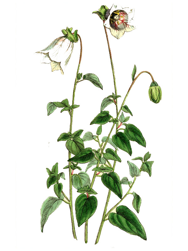 Glossocomia ovata