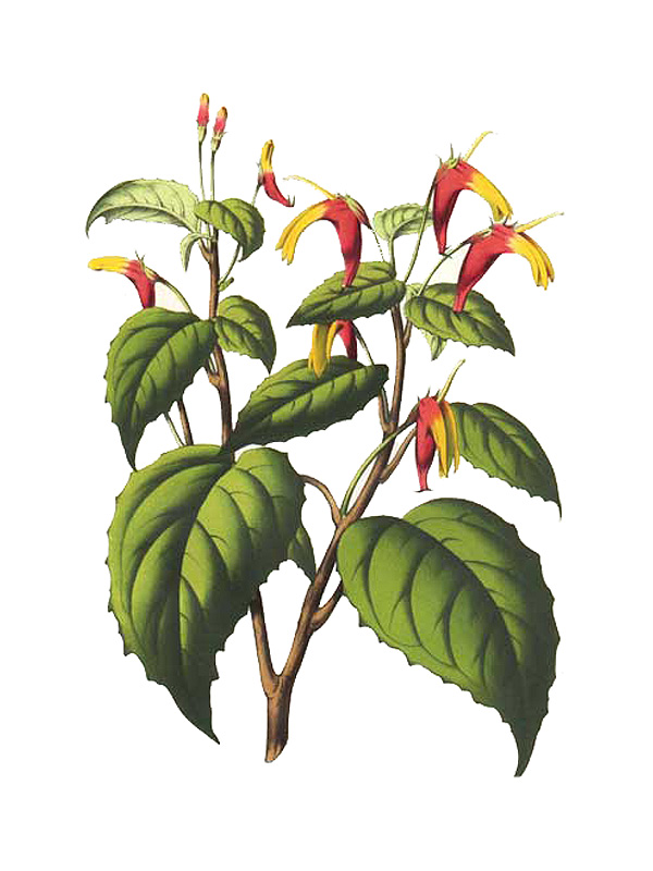 Heteroma lobelioides