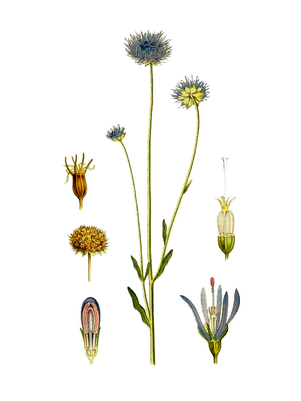 Jasione montana