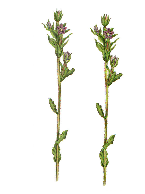 Legousia hybrida