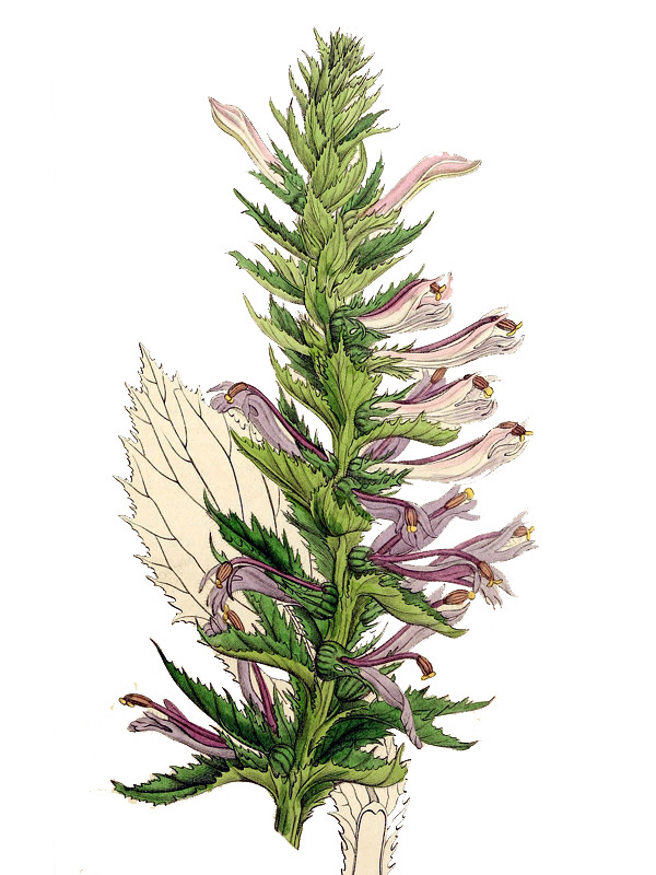 Lobelia decurrens