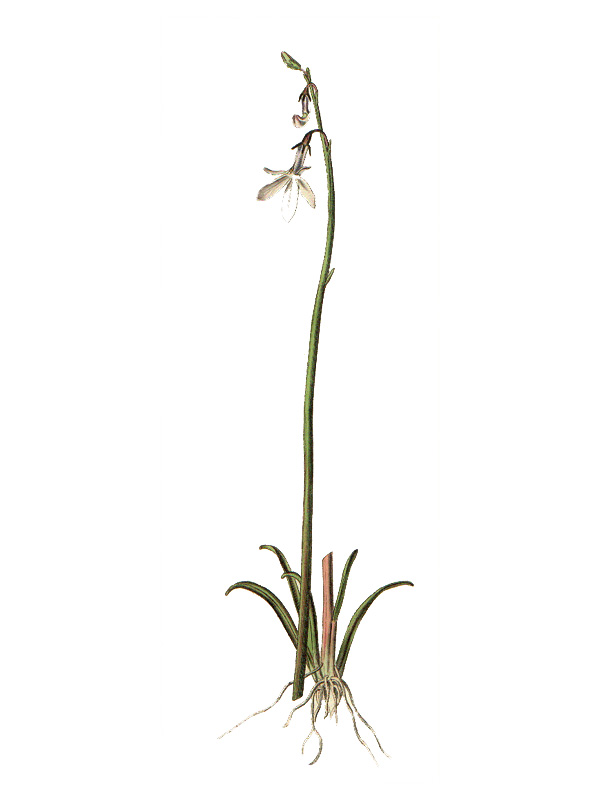 Lobelia dortmannia