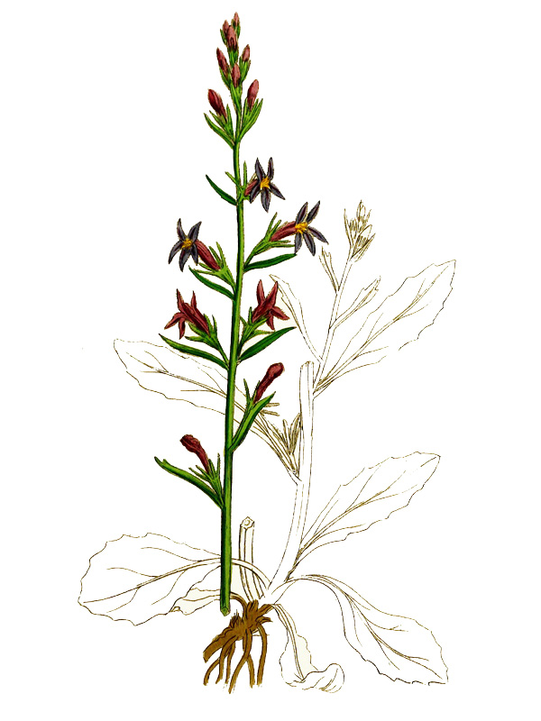 Lobelia urens