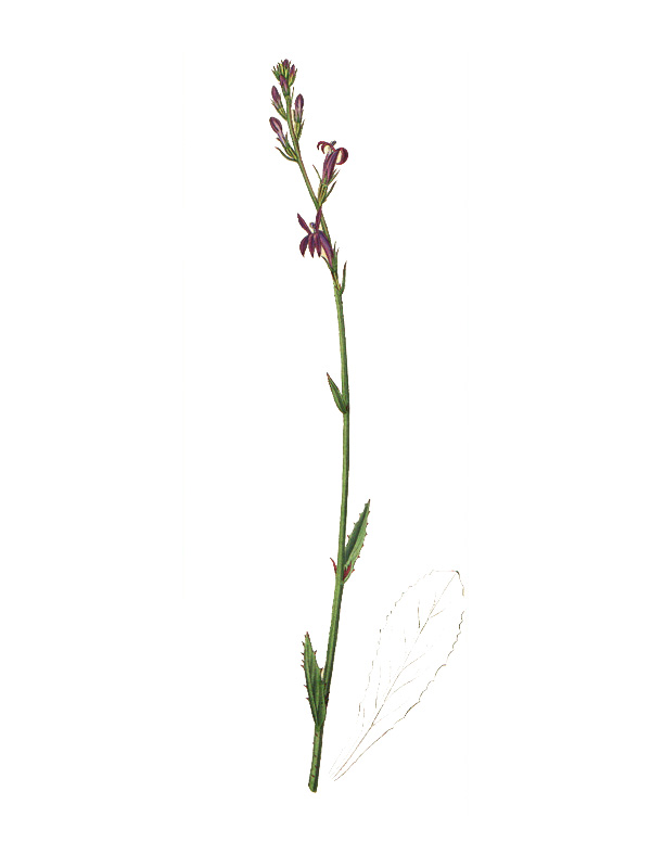 Lobelia urens