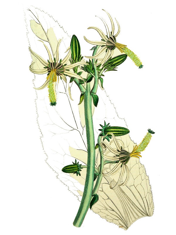 Michauxia laevigata